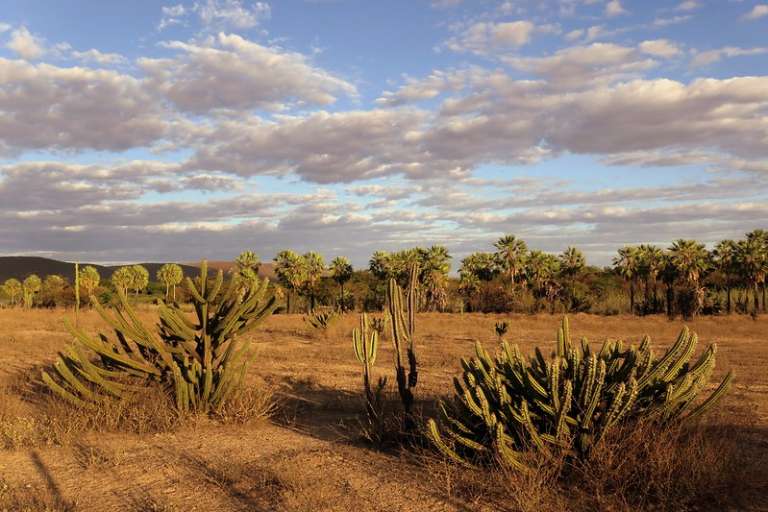 Ematerce destaca ações extensionistas de preservação da Caatinga ...