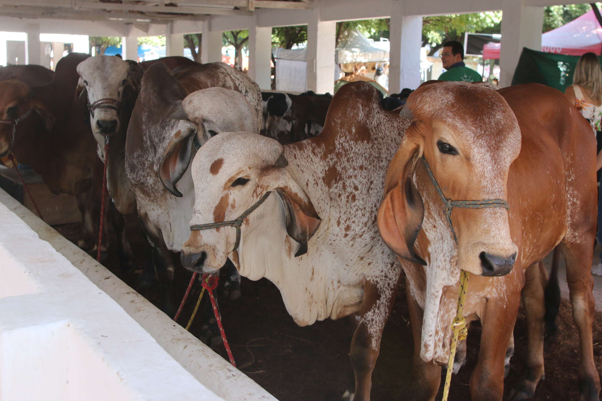 Ceará é confirmado como zona livre de Febre Aftosa sem vacinação